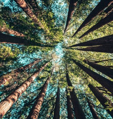Photo by Casey Horner low angle photography of trees at daytime